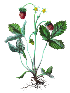 herbona-kvetina